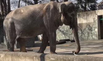 Slonica u zoo-vrtu kamenom u glavu ubila djevojčicu 