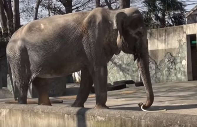 Slonica u zoo-vrtu kamenom u glavu ubila djevojčicu 