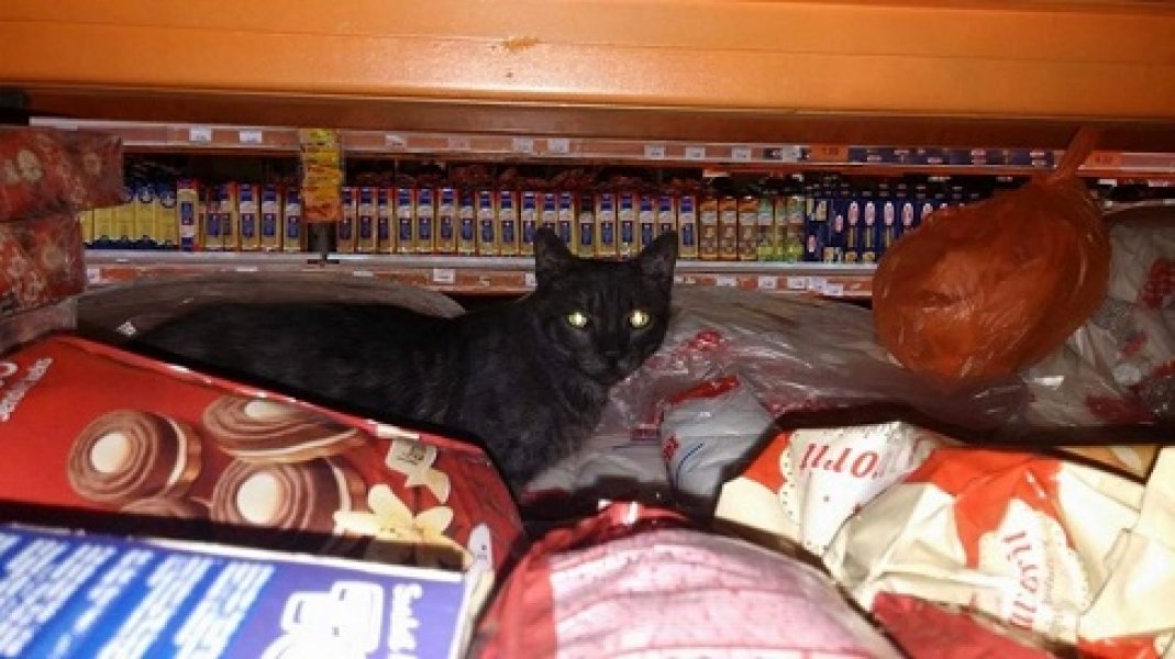 57a088bf60684fe4bdb559ef0a0a0a69137545566637488937731217835817889776822699npreviewOrg