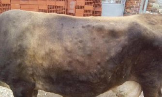  Stočari da ne prevoze goveda zbog bolesti