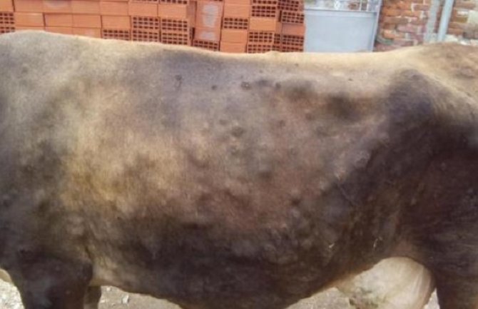  Stočari da ne prevoze goveda zbog bolesti