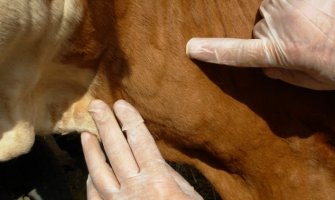 Farmeri ljuti: Čim se pojavilo ovo virusno oboljenje trebalo je reagovati