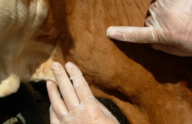  137 slučajeva bolesti kvrgave kože goveda, najviše u Mojkovcu i Beranama