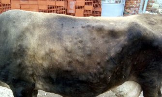  Potvrđeno 107 slučajeva bolesti kvrgave kože goveda