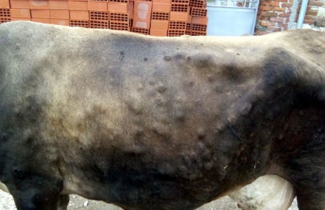  Potvrđeno 107 slučajeva bolesti kvrgave kože goveda