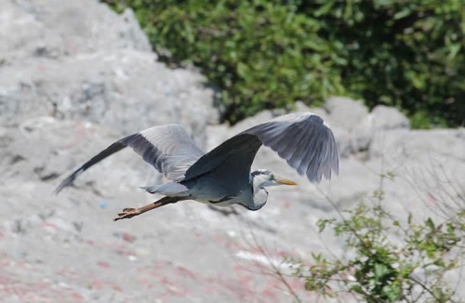 CristianedeMellophoto3