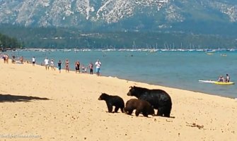 Porodica medveda uživala na plaži (VIDEO)
