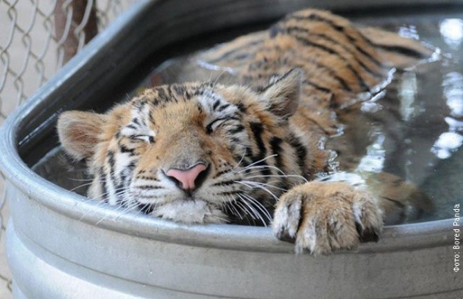 U Čileanskom safari  parku tigar usmrtio ženu 