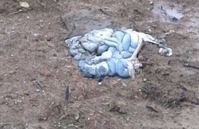 Bijelo Polje: Zaraženu stoku zakopali na dječjem igralištu (FOTO)