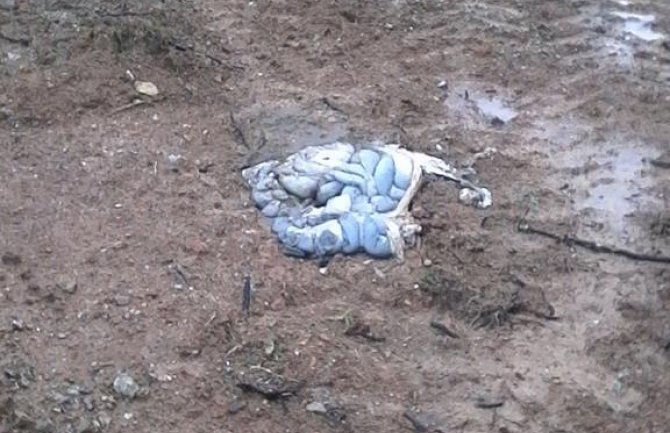 Životinjski otpad na dječijem igralištu nije od zaraženih krava