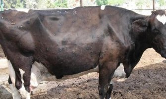 Daković: Neko sa lošim najmerama htio da od cijele situacije napravi senzaciju