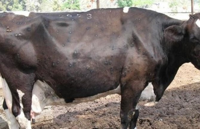 Daković: Neko sa lošim najmerama htio da od cijele situacije napravi senzaciju