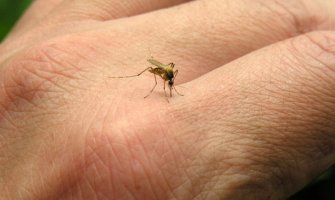 Herceg Novi: Zaprašivanje protiv komaraca 13. i 14. avgusta