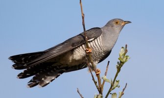 Kukavica Dejvid boravi u CG, Skadarsko jezero značajno odmorište ptica selica