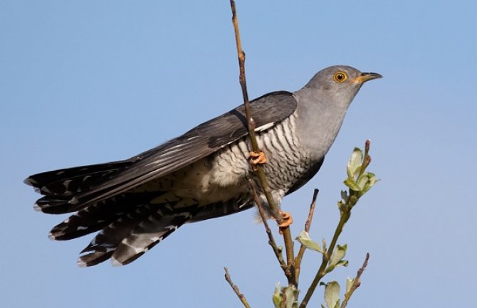 Kukavica Dejvid boravi u CG, Skadarsko jezero značajno odmorište ptica selica