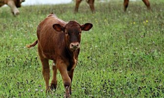 Mugoša: Država će nadoknaditi štetu gazdinstvima
