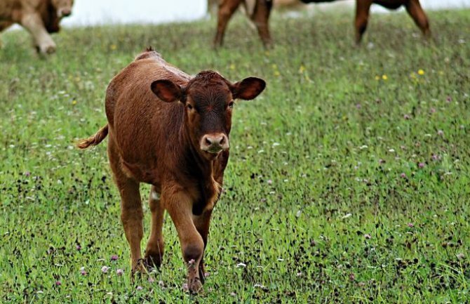 Mugoša: Država će nadoknaditi štetu gazdinstvima