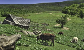 Berane: Traže uvođenje vanrednog stanja zbog bolesti kvrgave kože