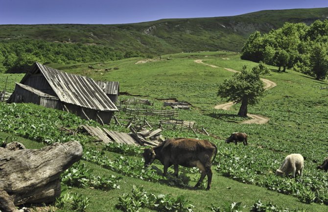 Berane: Traže uvođenje vanrednog stanja zbog bolesti kvrgave kože