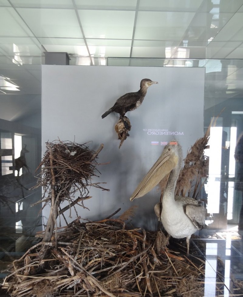 pelikancentarzaposjetiocevranjina