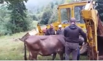 Potresni snimak eutanazije krava oboljelih od kvrgave kože!