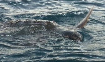 Rijetka vrsta kornjače pronađena povrijeđena kod Perasta