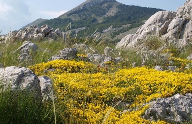 Izložba Radmile Adžić 11. novembra u Ministarstvu kulture na Cetinju