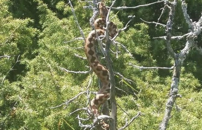 Zmija otrovnica veličine oko dva metra fotografisana na Durmitoru