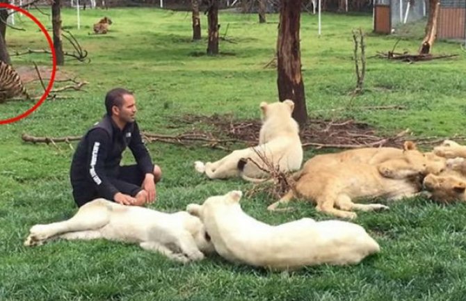 Tigar spasio krotitelja od napada leoparda (VIDEO)