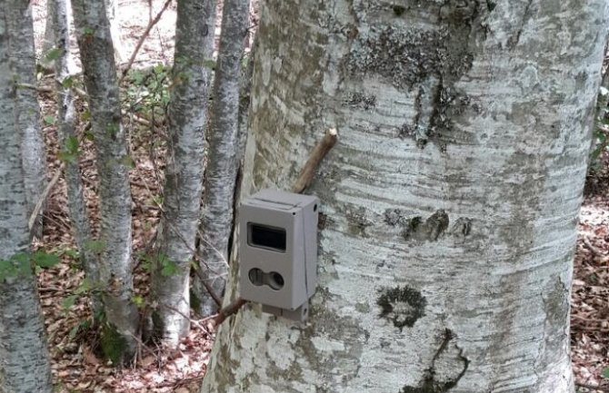 Prve kamere zamke postavljene u NP Biogradska gora