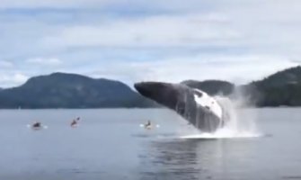 Na dvadeset metara od kajaka iskočio kit težak 40 tona (VIDEO)