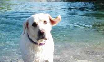 Podgoričani se pitaju: Gdje da šetamo ljubimce a da ne budemo kažnjeni?!