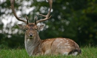 Stotine irvasa stradalo od udara groma u Norveškoj