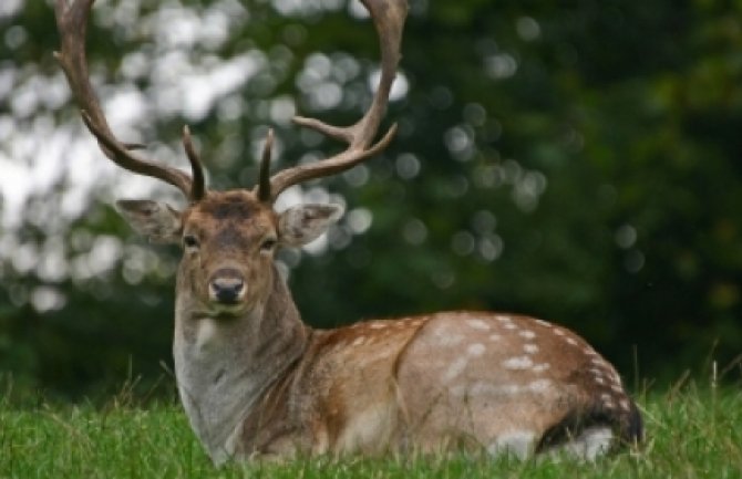 Stotine irvasa stradalo od udara groma u Norveškoj