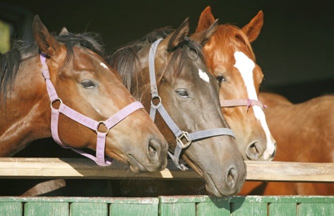 Bolesno: Provalio u štalu pa silovao konja!