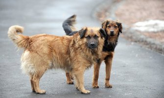 SNP Podgorica: Komunalna služba da riješi problem pasa lutalica u naselju Vranići