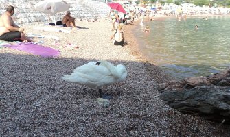 CZIP: Labud na Svetom Stefanu nije razlog za zabrinutost