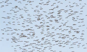 U Engleskoj uskoro karantin za živinu zbog ptičijeg gripa