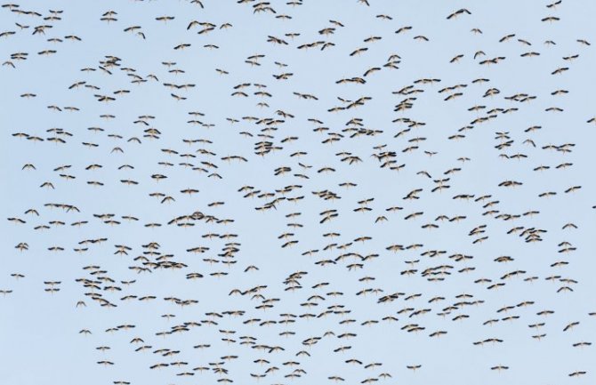 U Engleskoj uskoro karantin za živinu zbog ptičijeg gripa