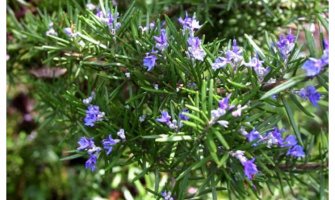 Ovaj napitak liječi depresiju i nesanicu bolje od medicinskih sredstava  