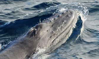 Grbavi kitovi skinuti sa liste ugroženih