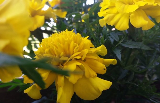 Evo kakvo vas vrijeme očekuje narednih dana