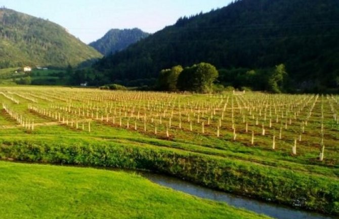  Pljevaljska Mjesna zajednica Vrulja postala jedno od najperspektivnijih područja za proizvodnju jabuka