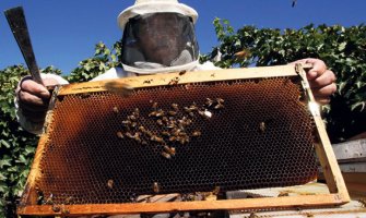 Pčelarstvo u Crnoj Gori dobija ulogu lidera u oblasti poljoprivrede
