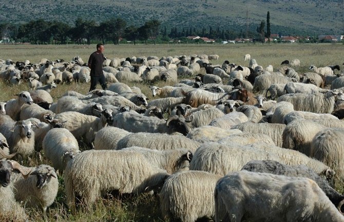 Posljednji crnogorski nomad: Kad čovjek ima cilj i volju, jači je od svih sistema 