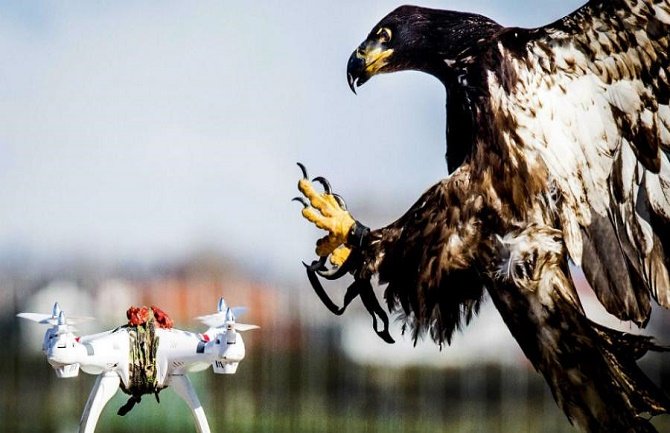 Holandija: Krilatim ratnicima protiv dronova