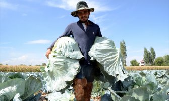 Berba džinovskog kupusa: Glavice teže i do 40 kilograma (FOTO)