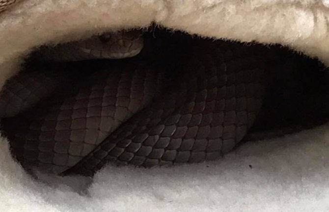 Krenula da obuje čizme i na sreću odustala(FOTO)