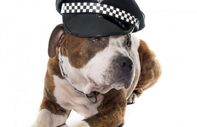 Pas spasao život zarobljenom migrantu koji je pokušao da pređe granicu