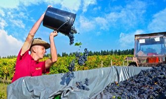 Vino “Plantaža” poskupljuje:Prodaja pada, poslovanje ugroženo